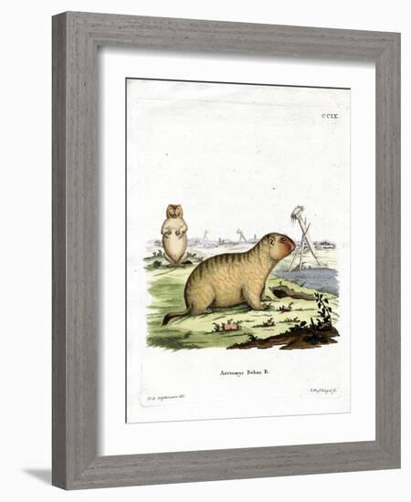 Bobac Marmot-null-Framed Giclee Print