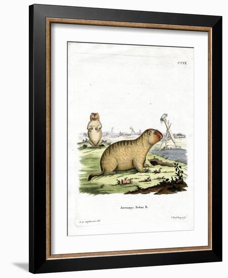Bobac Marmot-null-Framed Giclee Print