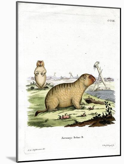 Bobac Marmot-null-Mounted Giclee Print