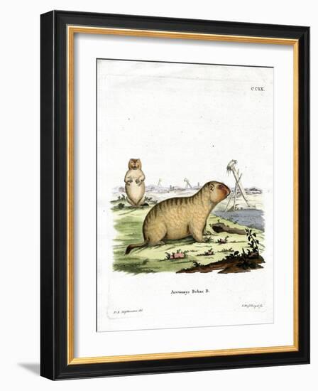 Bobac Marmot-null-Framed Giclee Print