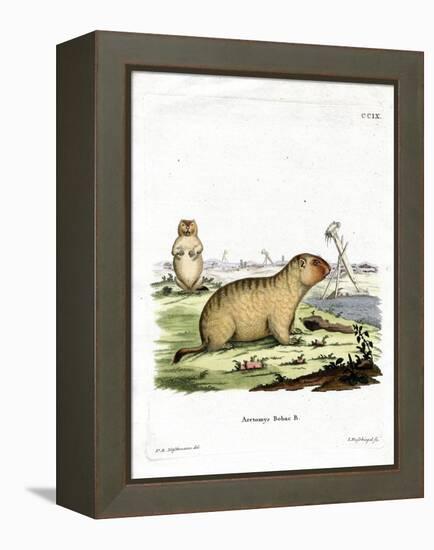 Bobac Marmot-null-Framed Premier Image Canvas