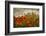 Bobbi’s Poppies-David Winston-Framed Giclee Print