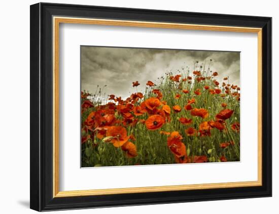 Bobbi’s Poppies-David Winston-Framed Giclee Print