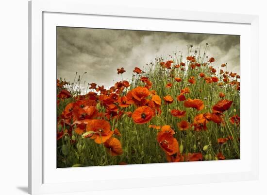 Bobbi’s Poppies-David Winston-Framed Giclee Print