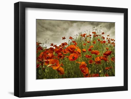 Bobbi’s Poppies-David Lorenz Winston-Framed Art Print