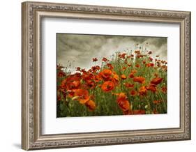 Bobbi’s Poppies-David Lorenz Winston-Framed Art Print