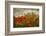 Bobbi’s Poppies-David Lorenz Winston-Framed Art Print