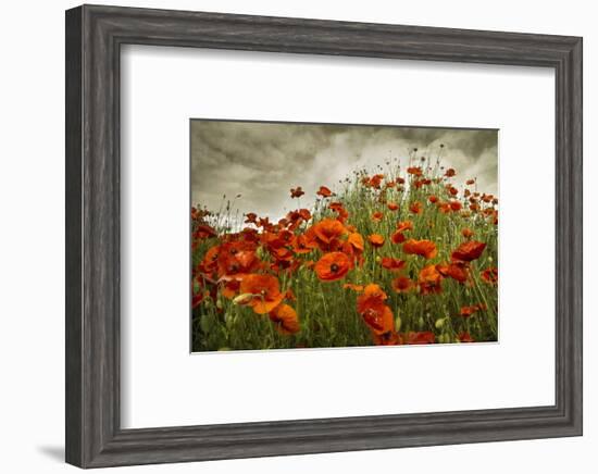 Bobbi’s Poppies-David Lorenz Winston-Framed Art Print