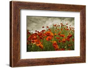 Bobbi’s Poppies-David Lorenz Winston-Framed Art Print