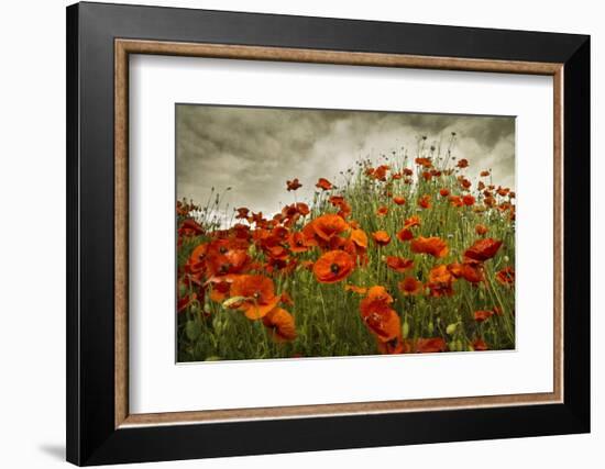 Bobbi’s Poppies-David Lorenz Winston-Framed Art Print