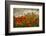 Bobbi’s Poppies-David Lorenz Winston-Framed Art Print