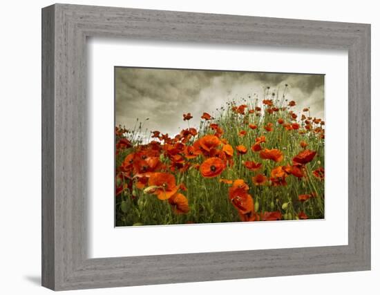 Bobbi’s Poppies-David Lorenz Winston-Framed Art Print