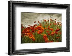 Bobbi’s Poppies-David Lorenz Winston-Framed Art Print
