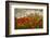 Bobbi’s Poppies-David Lorenz Winston-Framed Art Print