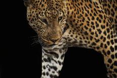 African Leopard - Stalk-Bobbie Goodrich-Giclee Print
