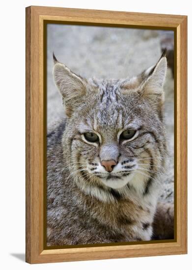 Bobcat Closeup-Hal Beral-Framed Premier Image Canvas