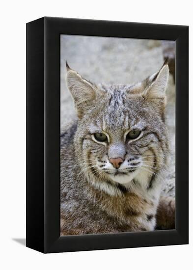 Bobcat Closeup-Hal Beral-Framed Premier Image Canvas