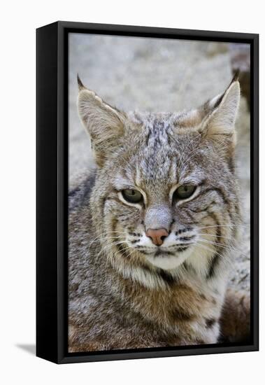 Bobcat Closeup-Hal Beral-Framed Premier Image Canvas