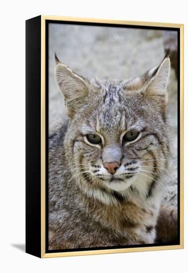 Bobcat Closeup-Hal Beral-Framed Premier Image Canvas