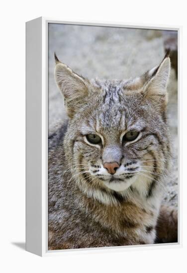 Bobcat Closeup-Hal Beral-Framed Premier Image Canvas