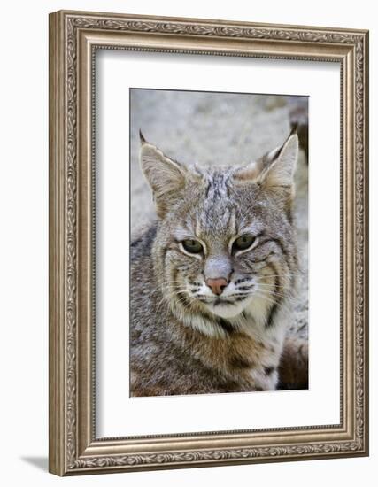 Bobcat Closeup-Hal Beral-Framed Photographic Print