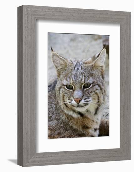 Bobcat Closeup-Hal Beral-Framed Photographic Print