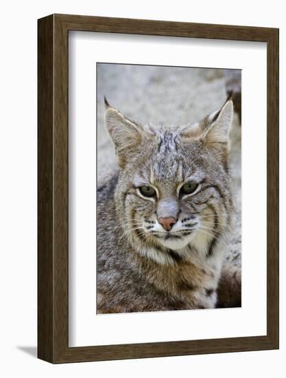 Bobcat Closeup-Hal Beral-Framed Photographic Print