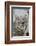 Bobcat Closeup-Hal Beral-Framed Photographic Print