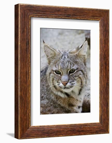 Bobcat Closeup-Hal Beral-Framed Photographic Print