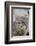 Bobcat Closeup-Hal Beral-Framed Photographic Print