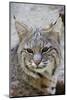 Bobcat Closeup-Hal Beral-Mounted Photographic Print