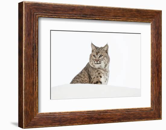 Bobcat in snow, Montana. Lynx Rufus-Adam Jones-Framed Photographic Print