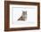 Bobcat in snow, Montana. Lynx Rufus-Adam Jones-Framed Photographic Print