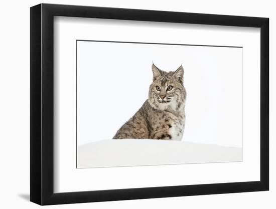 Bobcat in snow, Montana. Lynx Rufus-Adam Jones-Framed Photographic Print