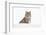 Bobcat in snow, Montana. Lynx Rufus-Adam Jones-Framed Photographic Print