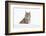 Bobcat in snow, Montana. Lynx Rufus-Adam Jones-Framed Photographic Print