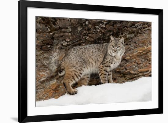 Bobcat in snow, Montana. Lynx Rufus-Adam Jones-Framed Premium Photographic Print