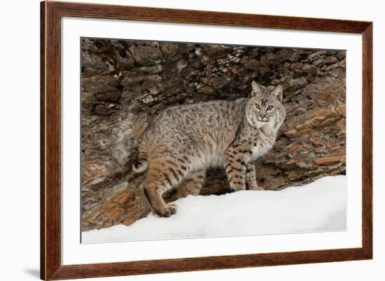 Bobcat in snow, Montana. Lynx Rufus-Adam Jones-Framed Premium Photographic Print