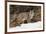 Bobcat in snow, Montana. Lynx Rufus-Adam Jones-Framed Premium Photographic Print