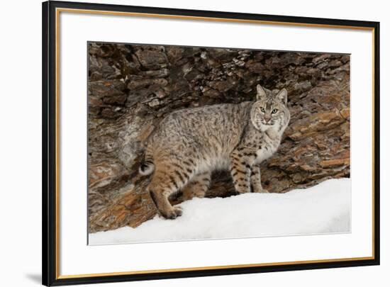 Bobcat in snow, Montana. Lynx Rufus-Adam Jones-Framed Premium Photographic Print