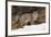 Bobcat in snow, Montana. Lynx Rufus-Adam Jones-Framed Premium Photographic Print