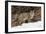 Bobcat in snow, Montana. Lynx Rufus-Adam Jones-Framed Premium Photographic Print
