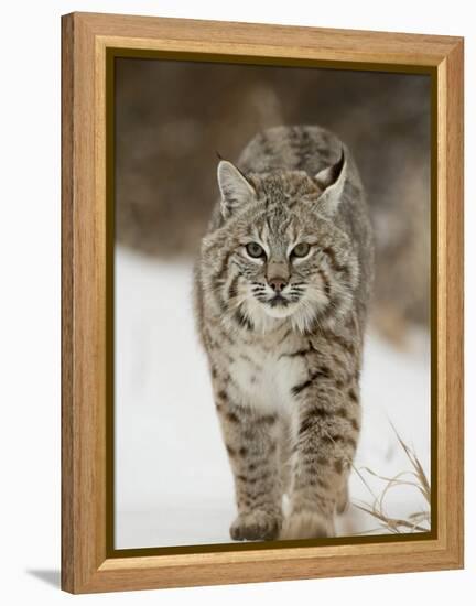 Bobcat in Snow, Near Bozeman, Montana, United States of America, North America-James Hager-Framed Premier Image Canvas