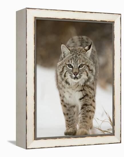 Bobcat in Snow, Near Bozeman, Montana, United States of America, North America-James Hager-Framed Premier Image Canvas