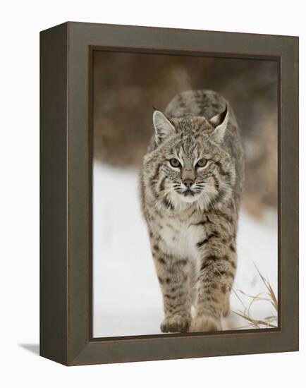 Bobcat in Snow, Near Bozeman, Montana, United States of America, North America-James Hager-Framed Premier Image Canvas