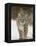 Bobcat in Snow, Near Bozeman, Montana, United States of America, North America-James Hager-Framed Premier Image Canvas