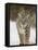 Bobcat in Snow, Near Bozeman, Montana, United States of America, North America-James Hager-Framed Premier Image Canvas