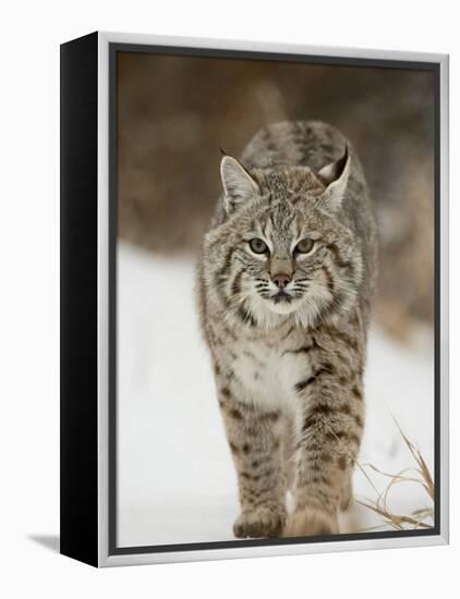 Bobcat in Snow, Near Bozeman, Montana, United States of America, North America-James Hager-Framed Premier Image Canvas