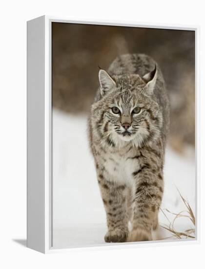 Bobcat in Snow, Near Bozeman, Montana, United States of America, North America-James Hager-Framed Premier Image Canvas