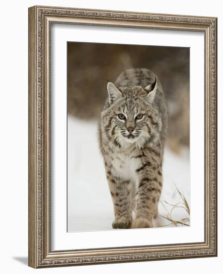 Bobcat in Snow, Near Bozeman, Montana, United States of America, North America-James Hager-Framed Photographic Print